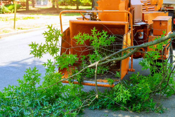 Tree Service